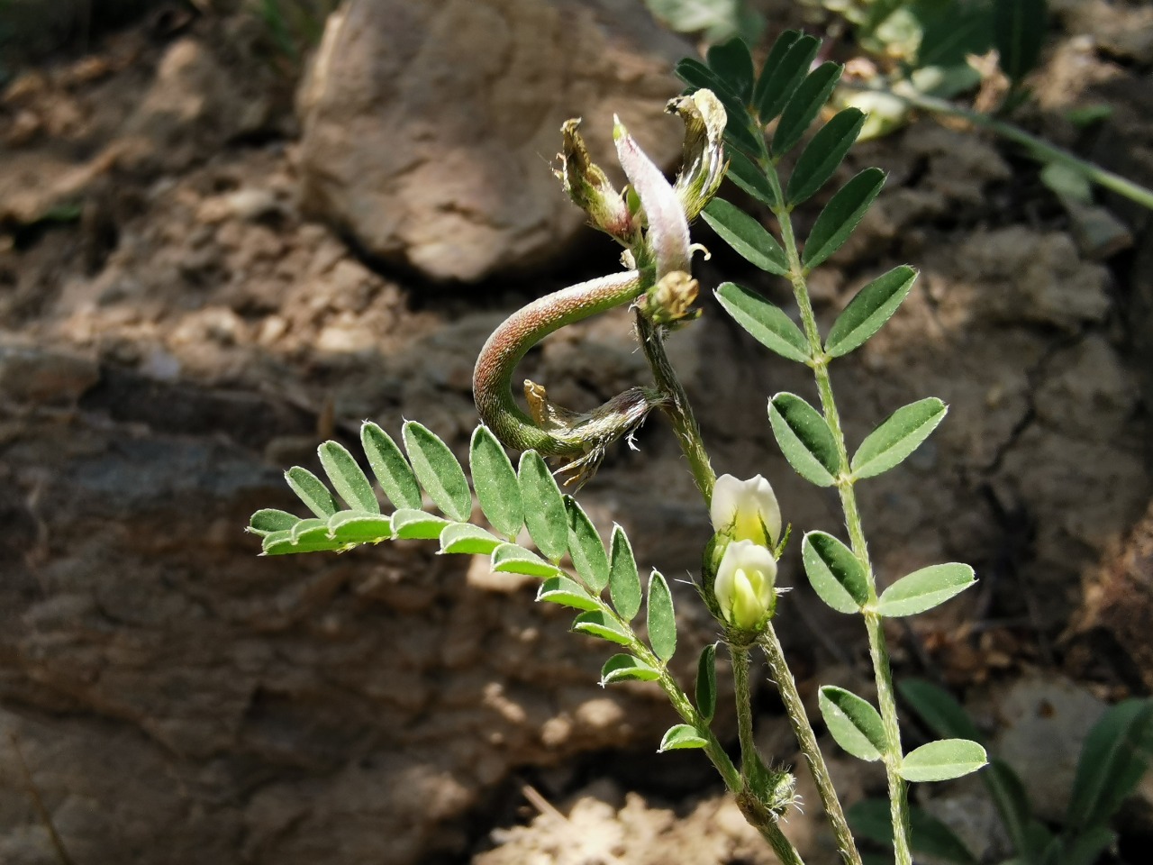 Astragalus hamosus