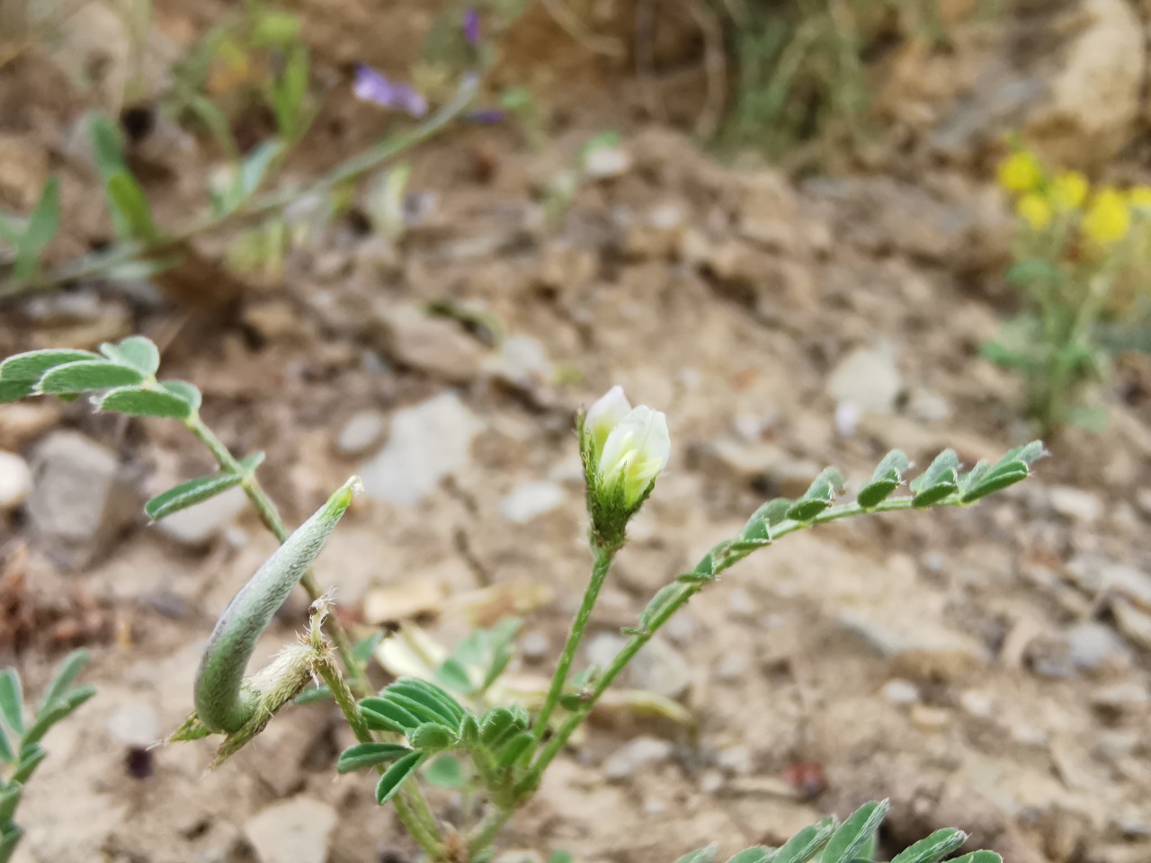 Astragalus hamosus