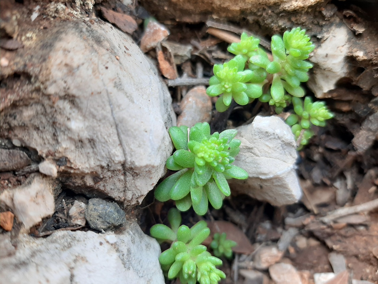 Sedum album