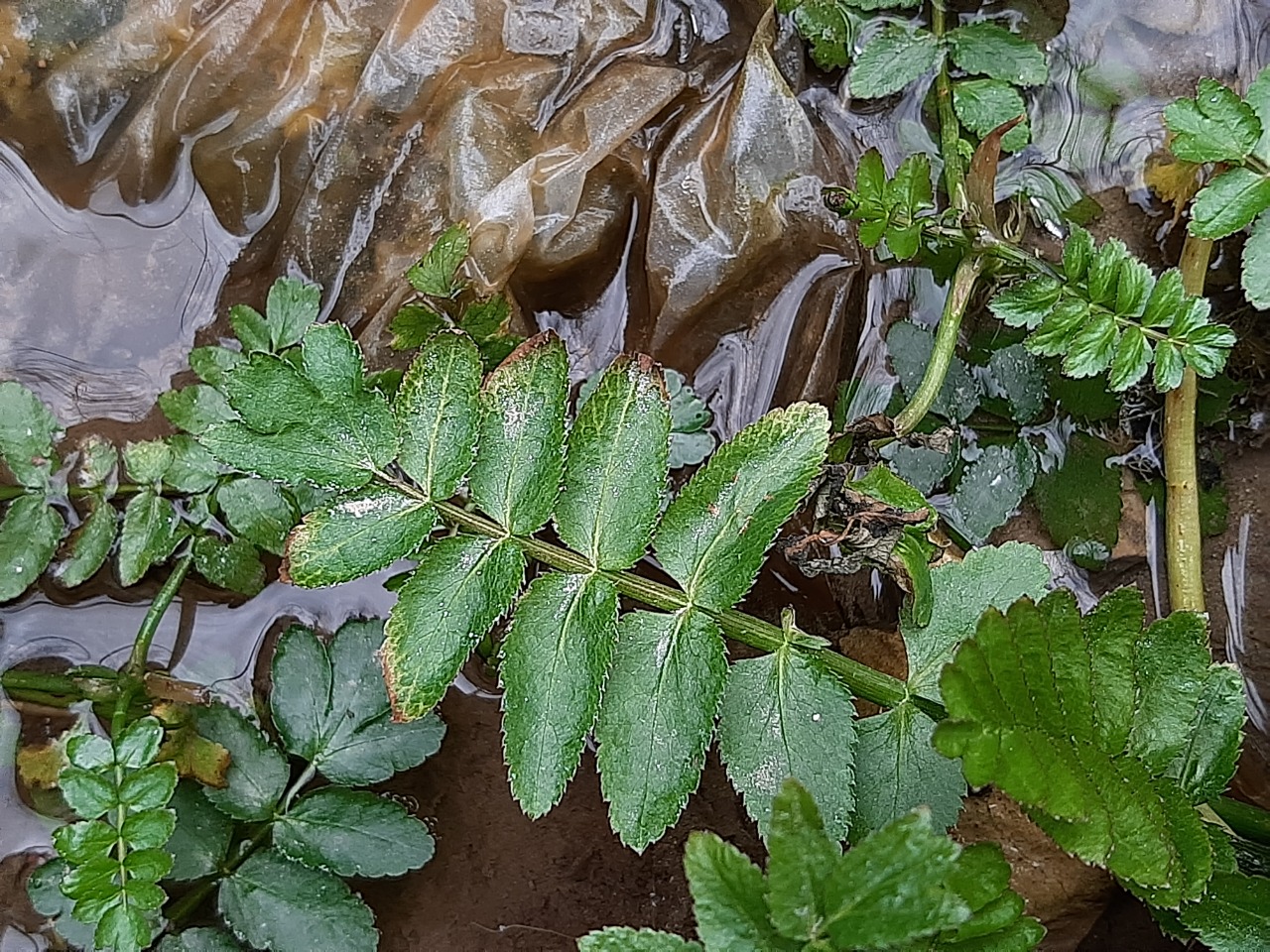Sium sisarum