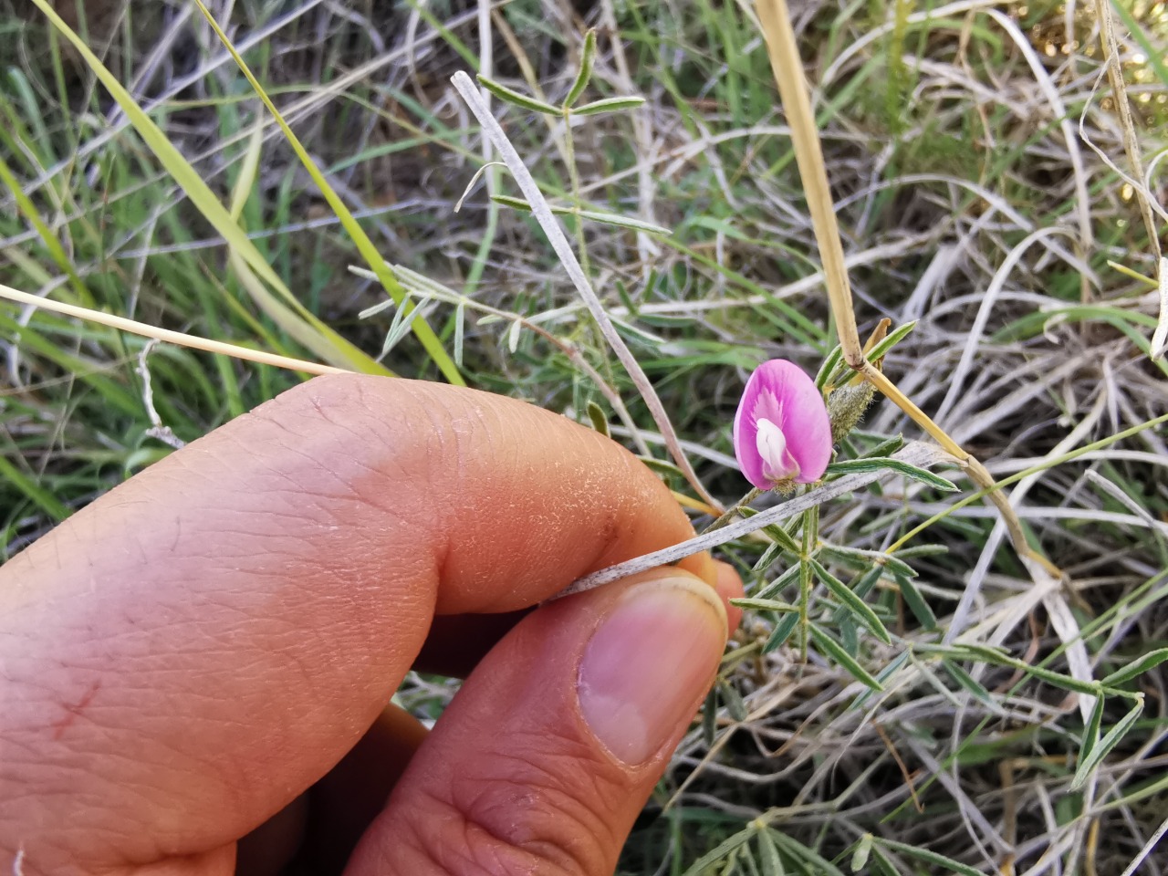 Astragalus melanocephalus