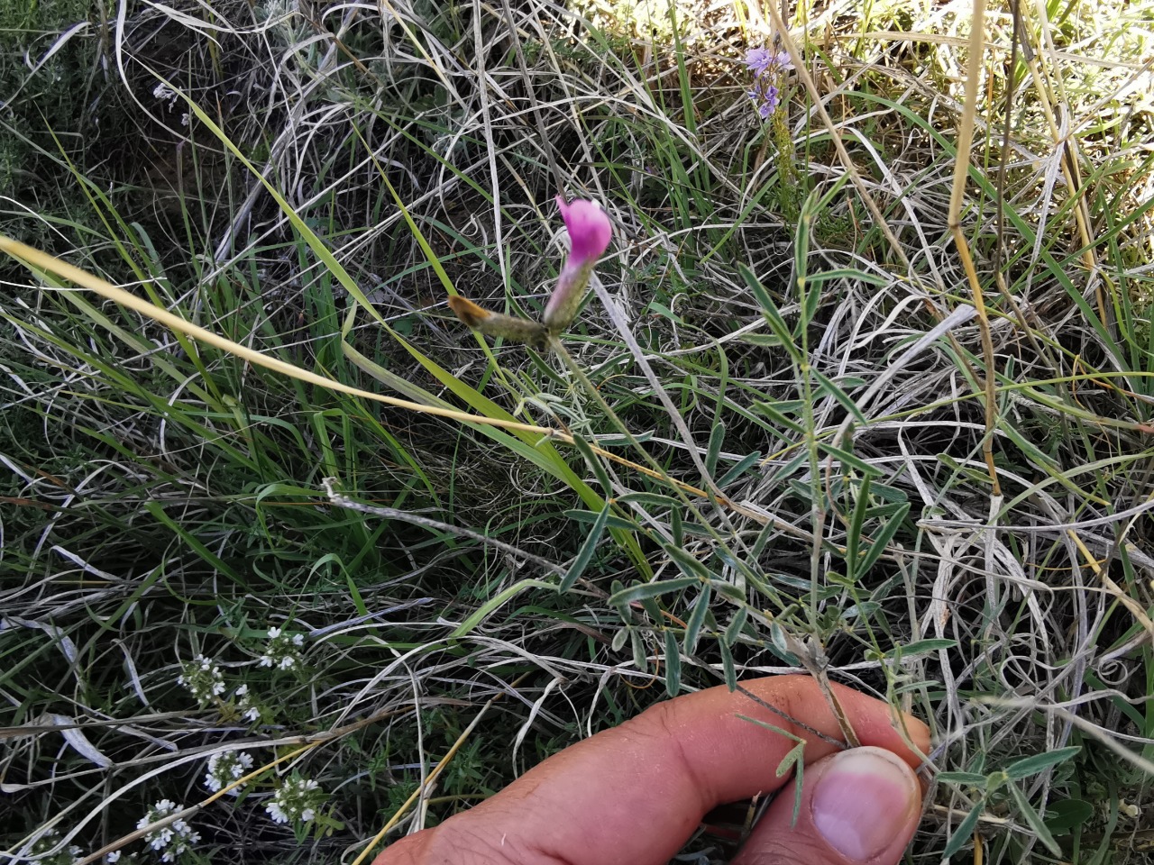 Astragalus melanocephalus