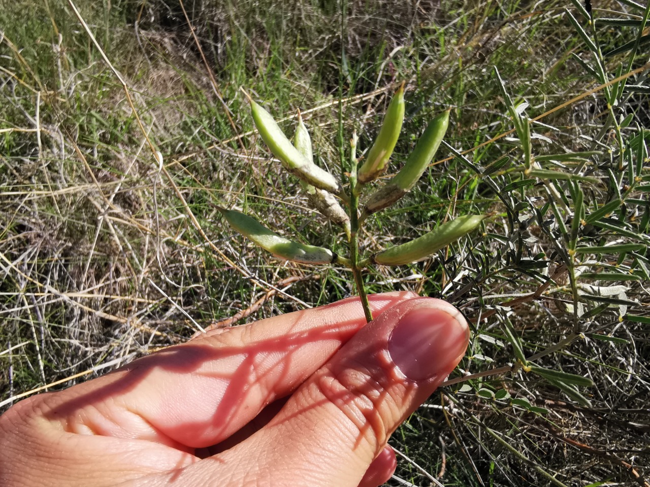 Astragalus melanocephalus