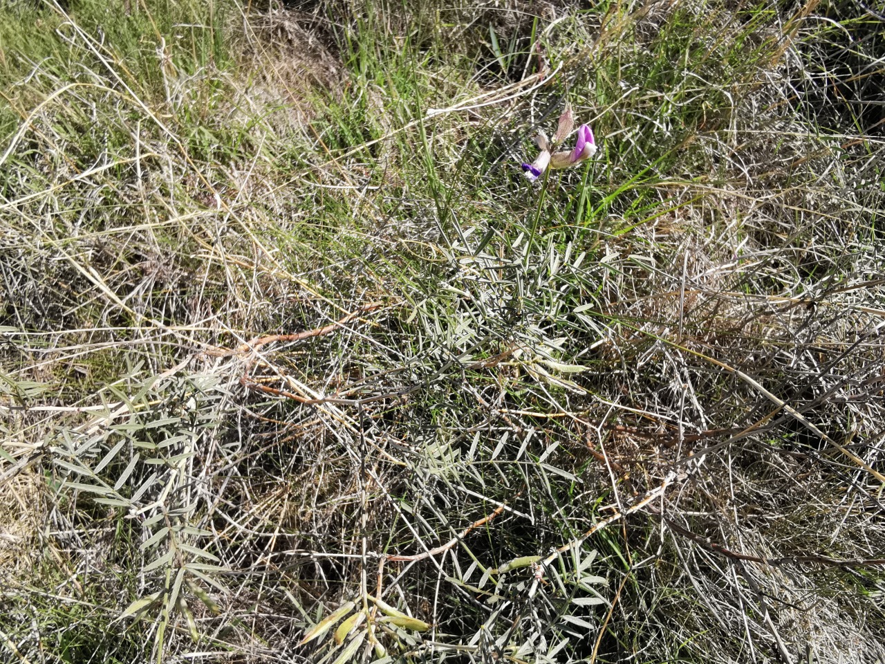 Astragalus melanocephalus