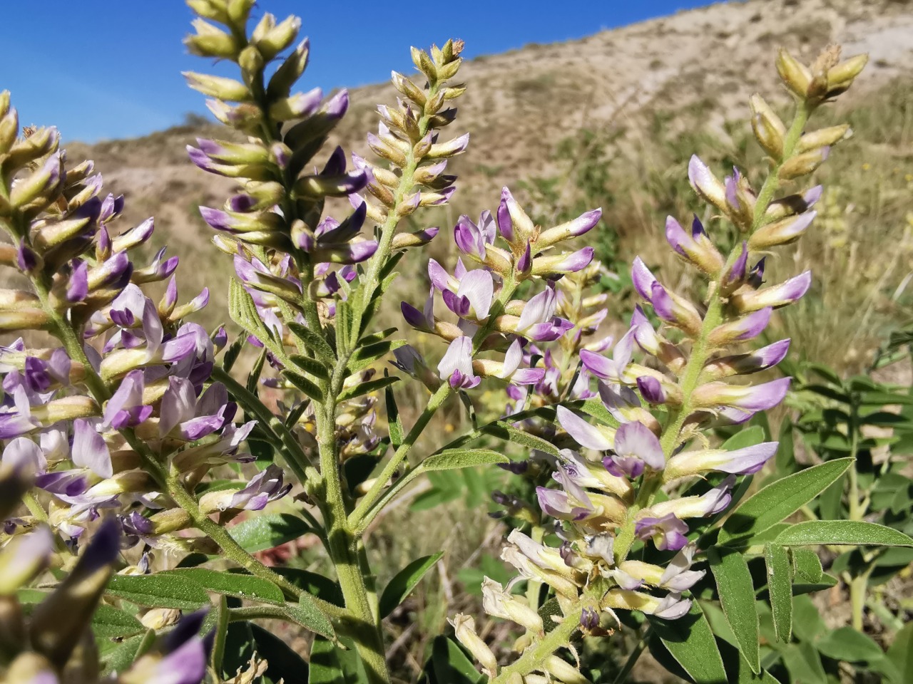 Glycyrrhiza glabra