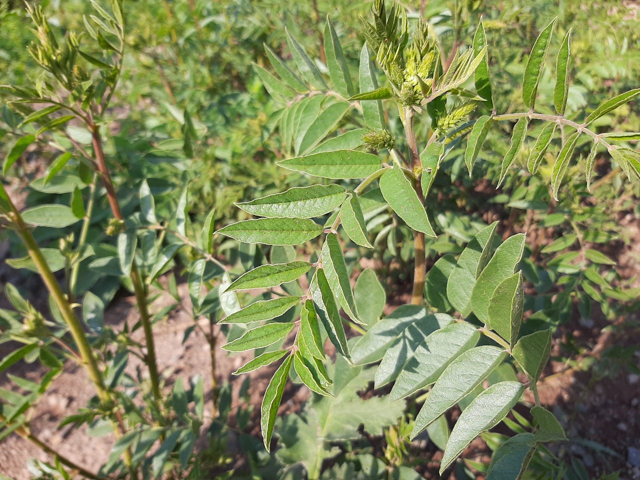 Glycyrrhiza glabra