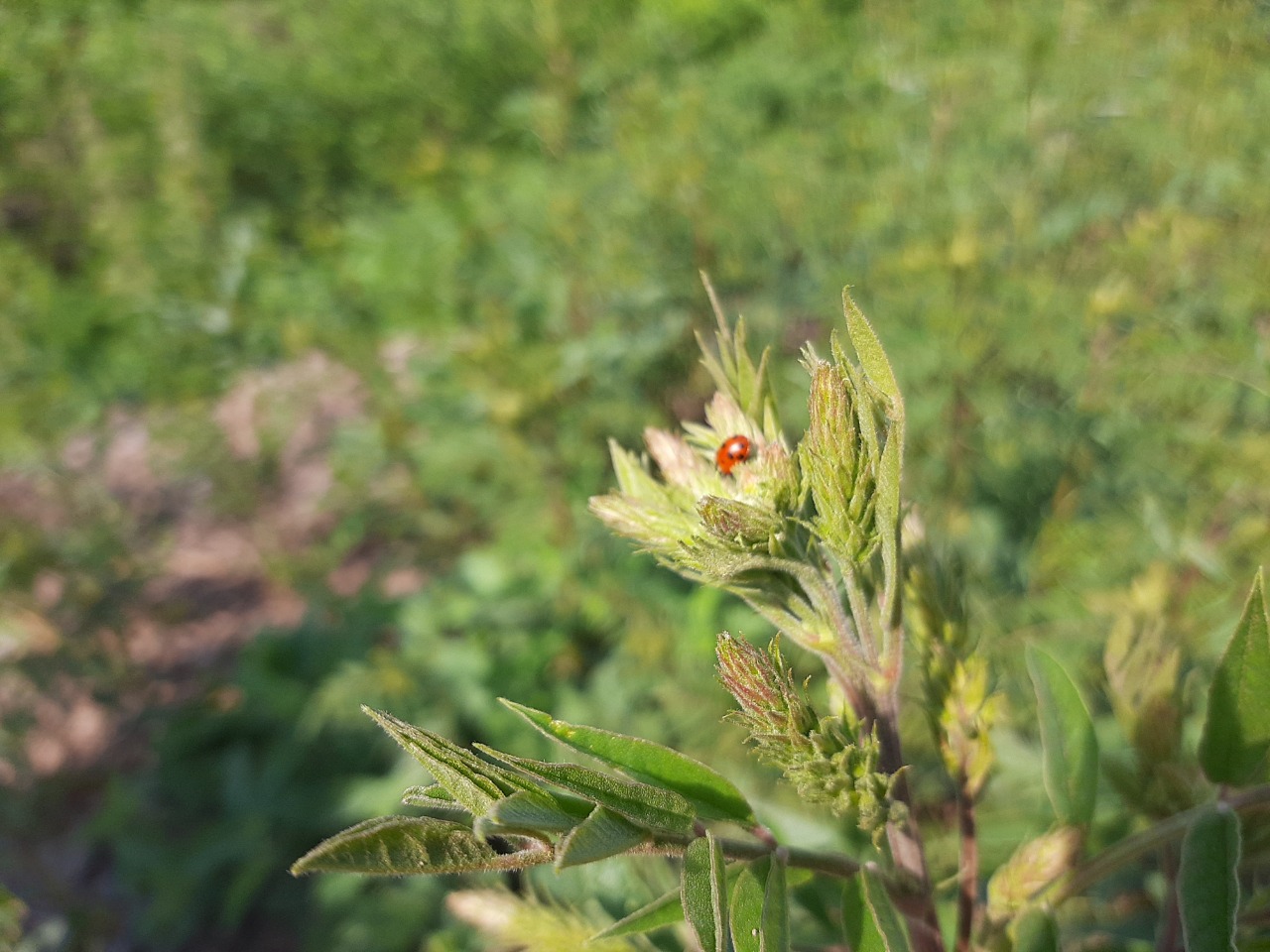 Glycyrrhiza glabra