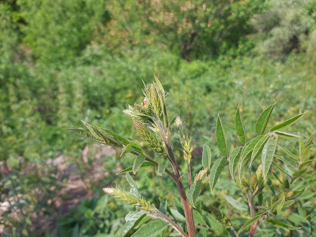 Glycyrrhiza glabra