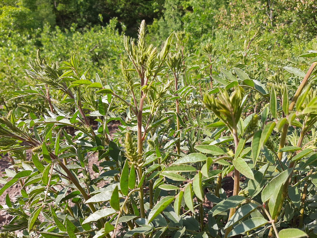 Glycyrrhiza glabra