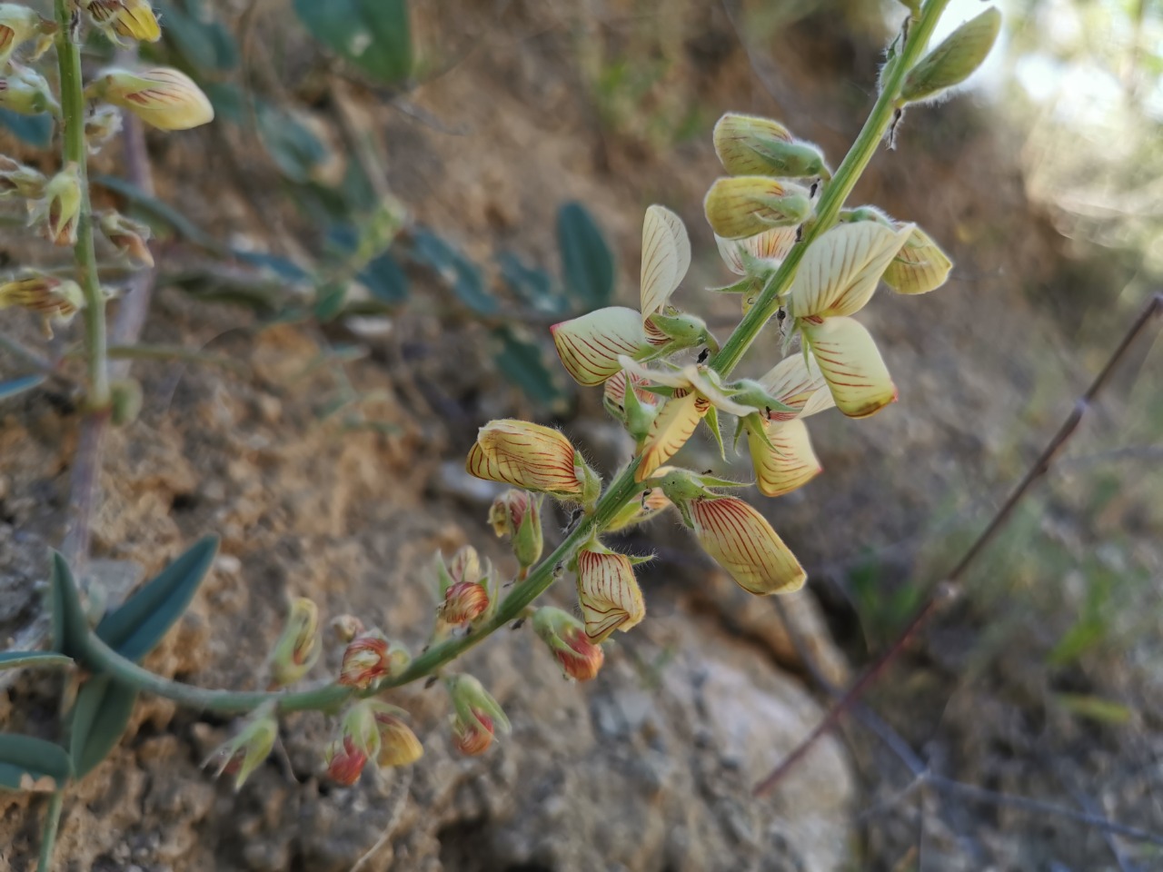 Onobrychis tournefortii