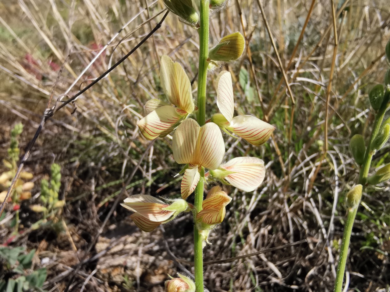 Onobrychis tournefortii