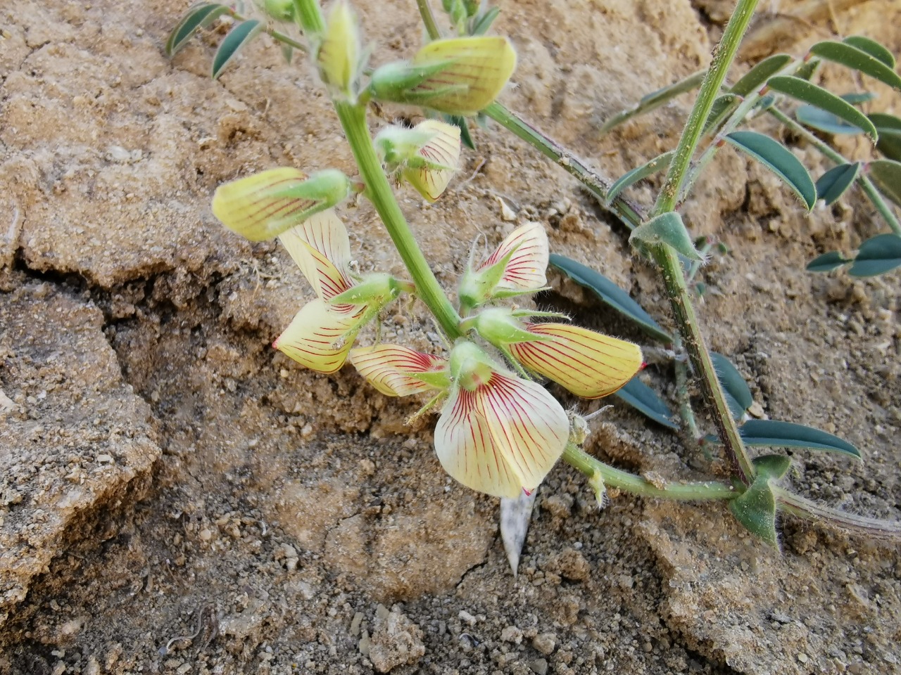 Onobrychis tournefortii