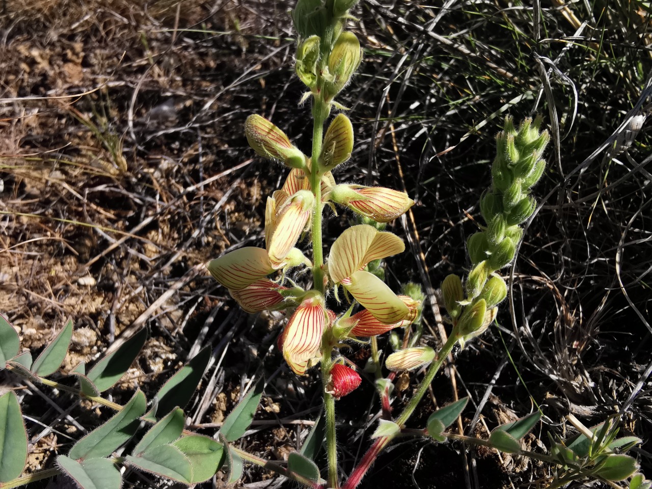 Onobrychis tournefortii