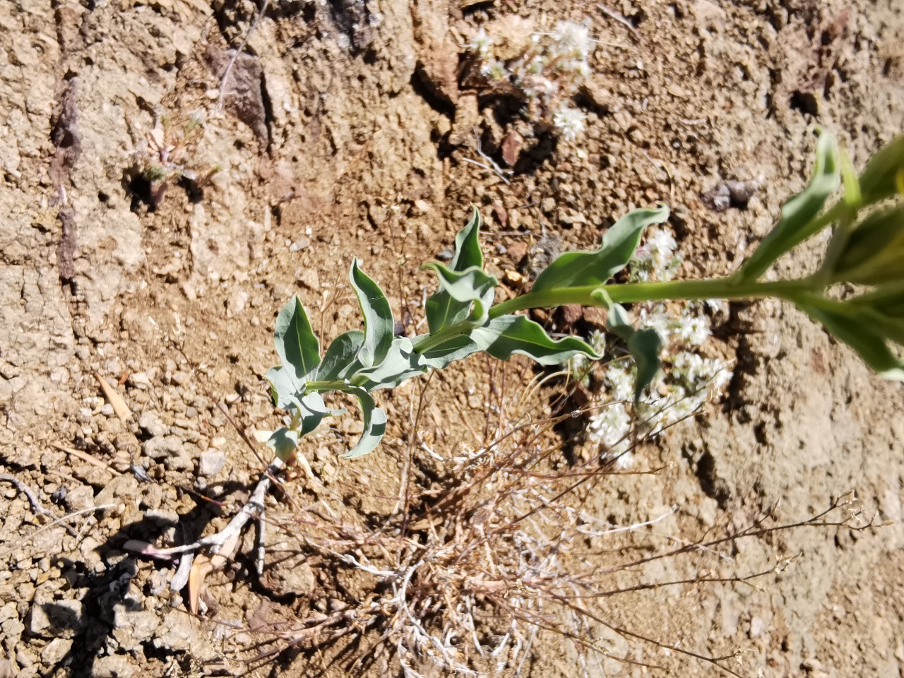 Linum mucronatum