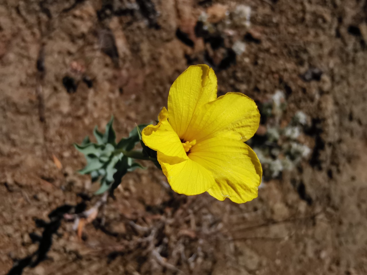 Linum mucronatum