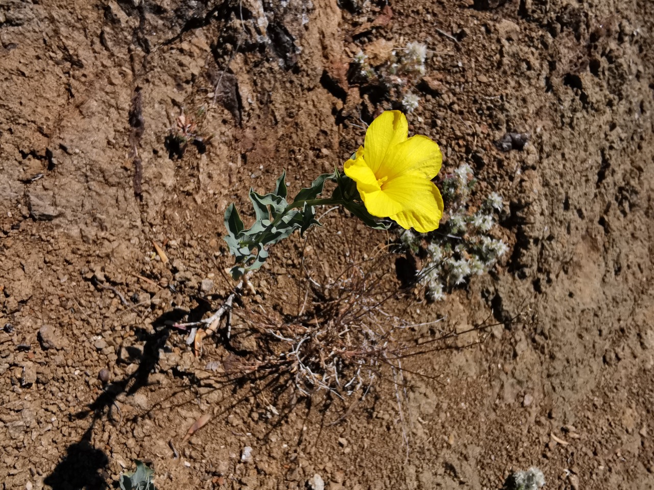 Linum mucronatum