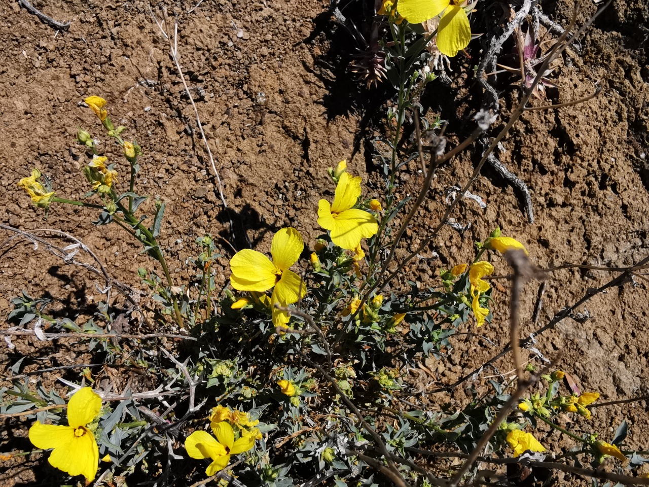 Linum mucronatum