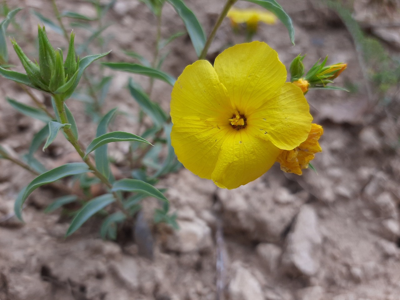 Linum mucronatum