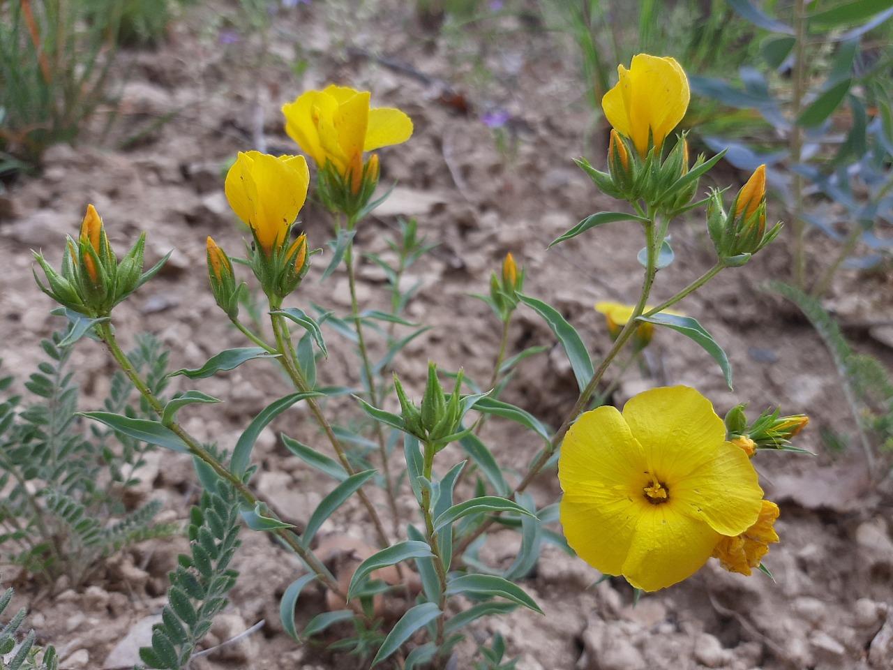 Linum mucronatum