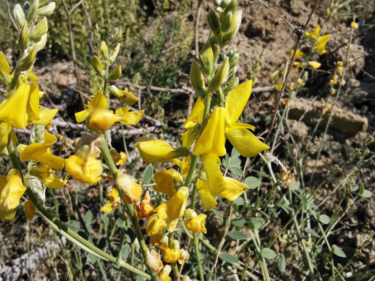 Onobrychis argyrea