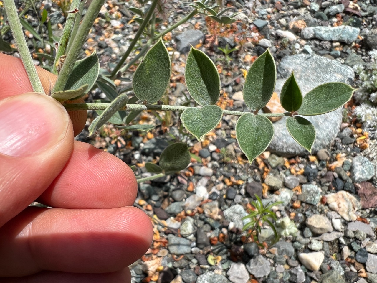 Onobrychis argyrea