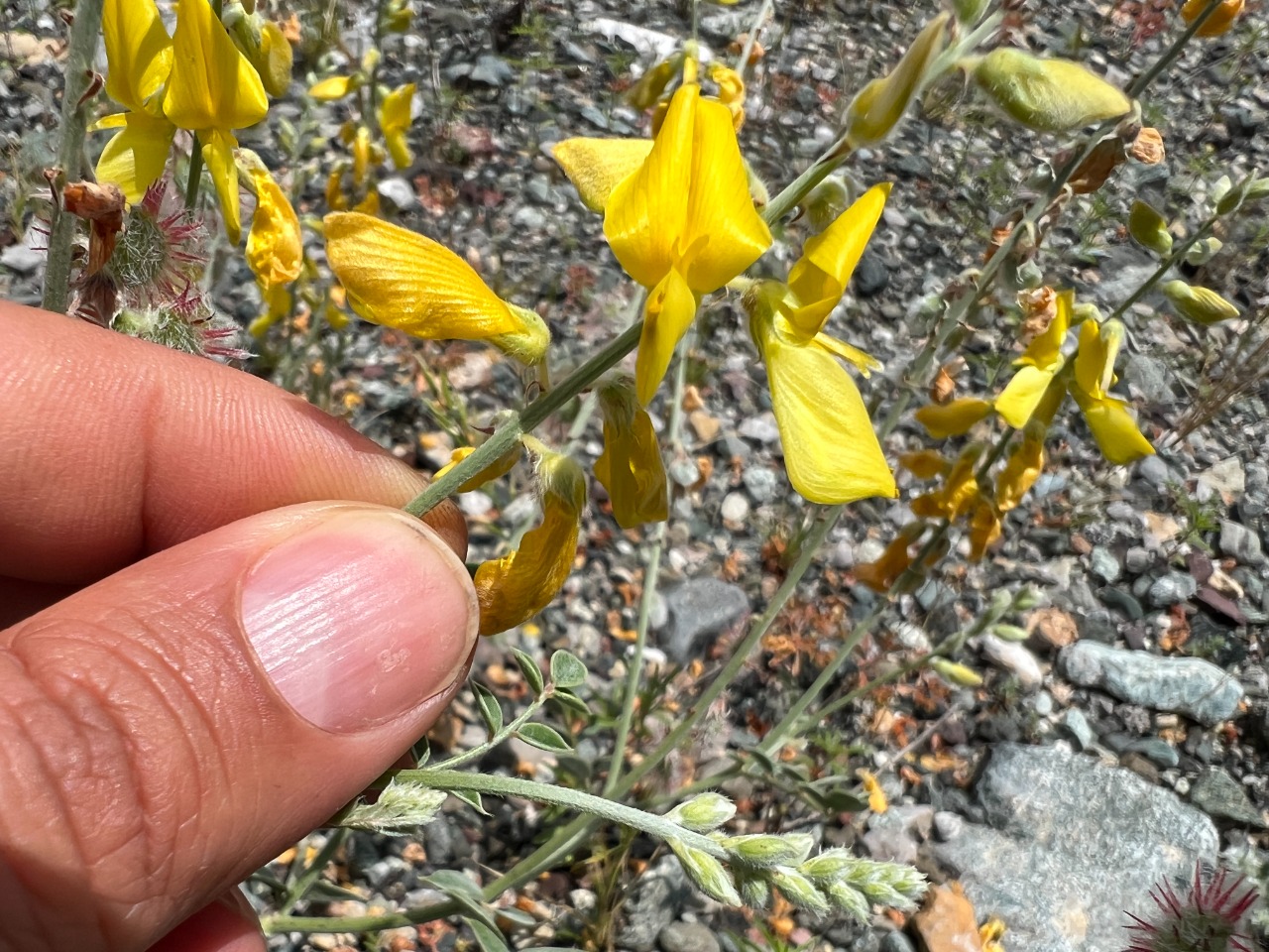 Onobrychis argyrea