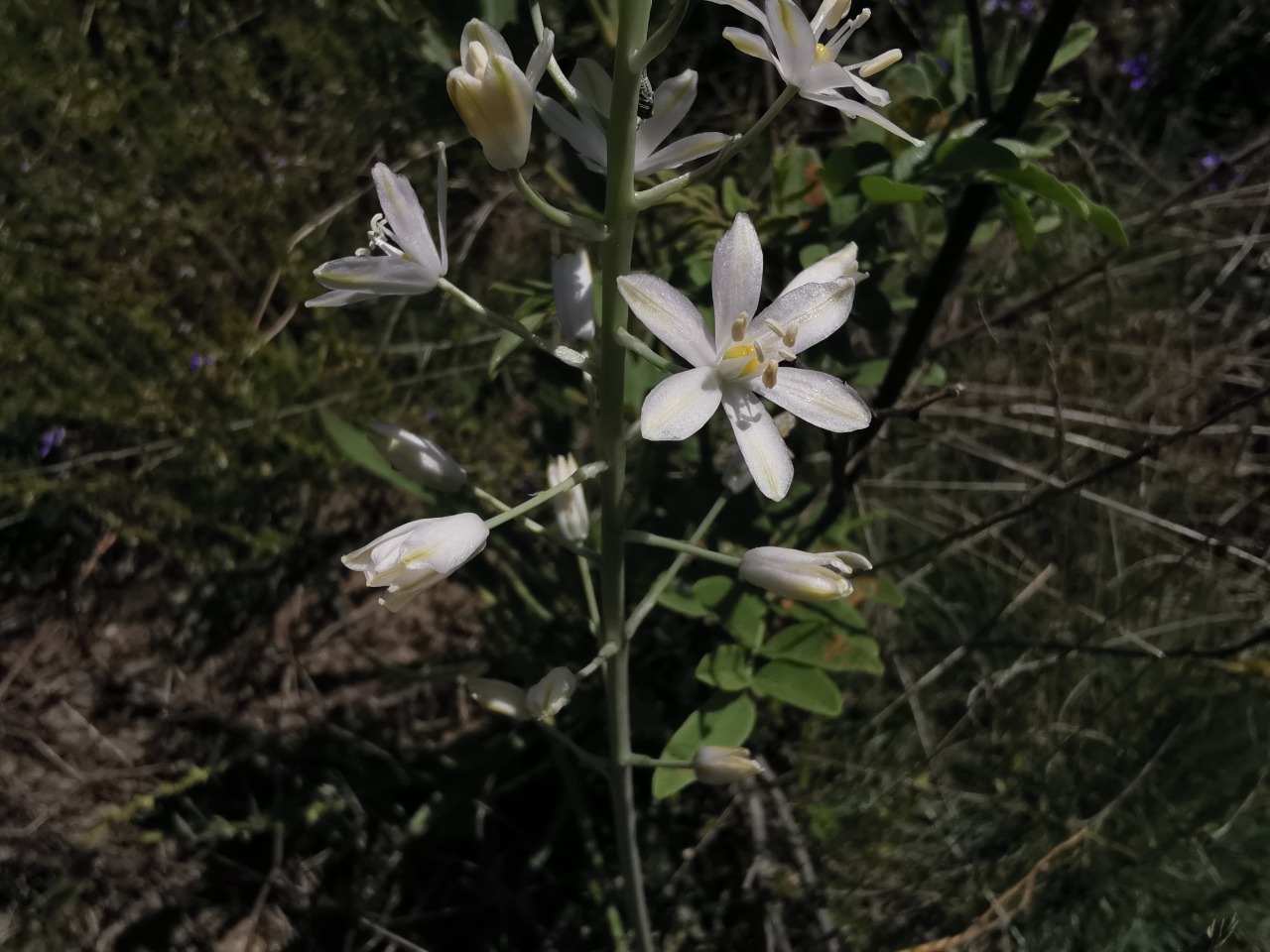 Ornithogalum narbonense