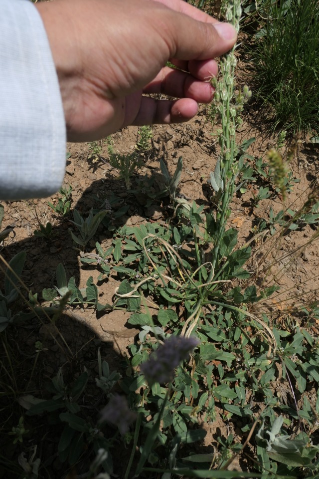 Ornithogalum narbonense