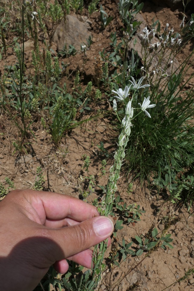 Ornithogalum narbonense