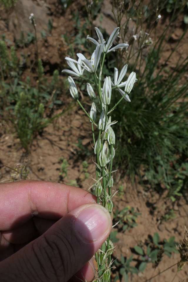 Ornithogalum narbonense