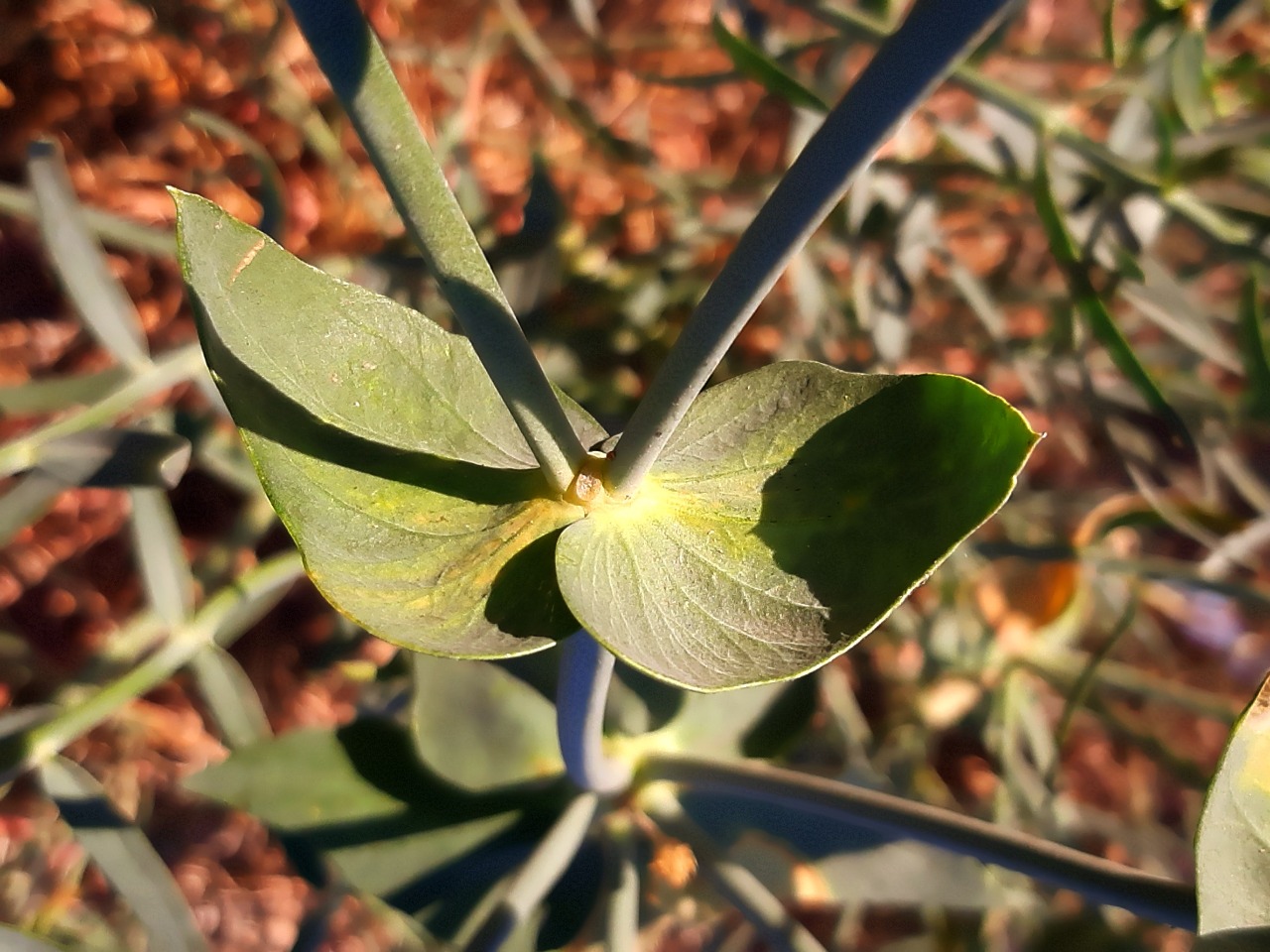 Euphorbia heteradena