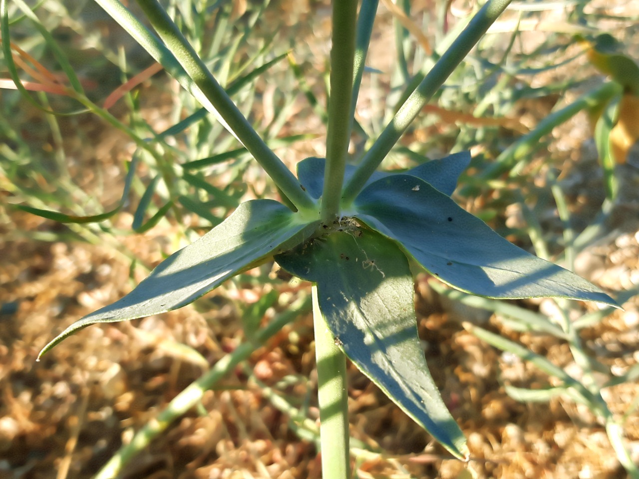 Euphorbia heteradena