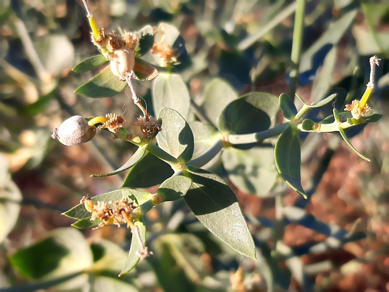 Euphorbia heteradena