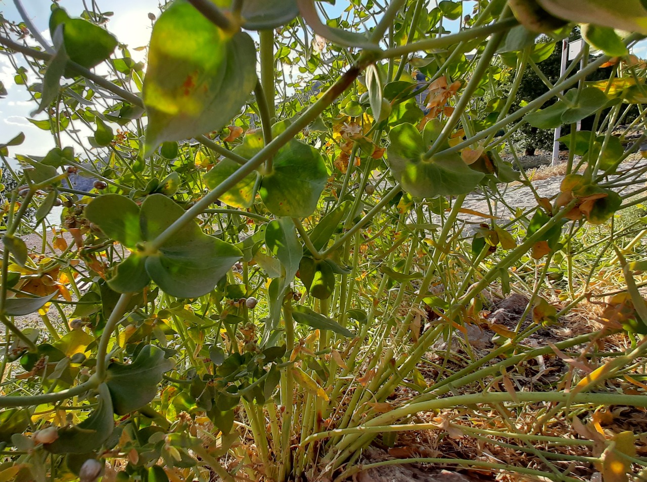 Euphorbia heteradena