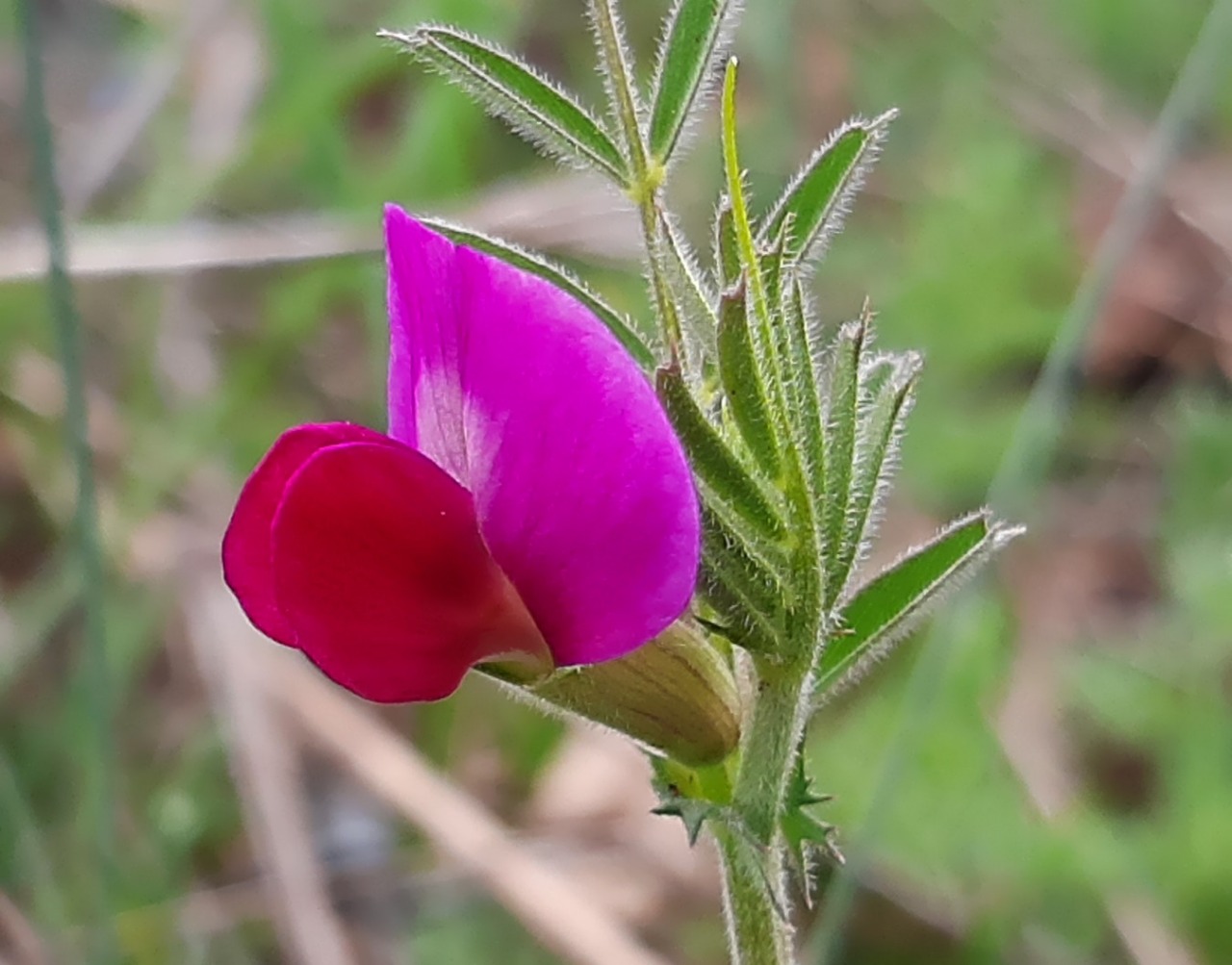 Vicia sativa