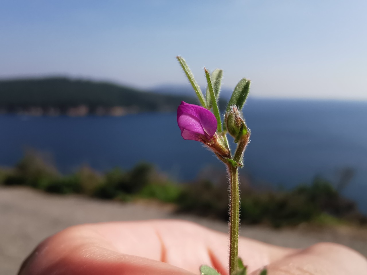 Vicia sativa