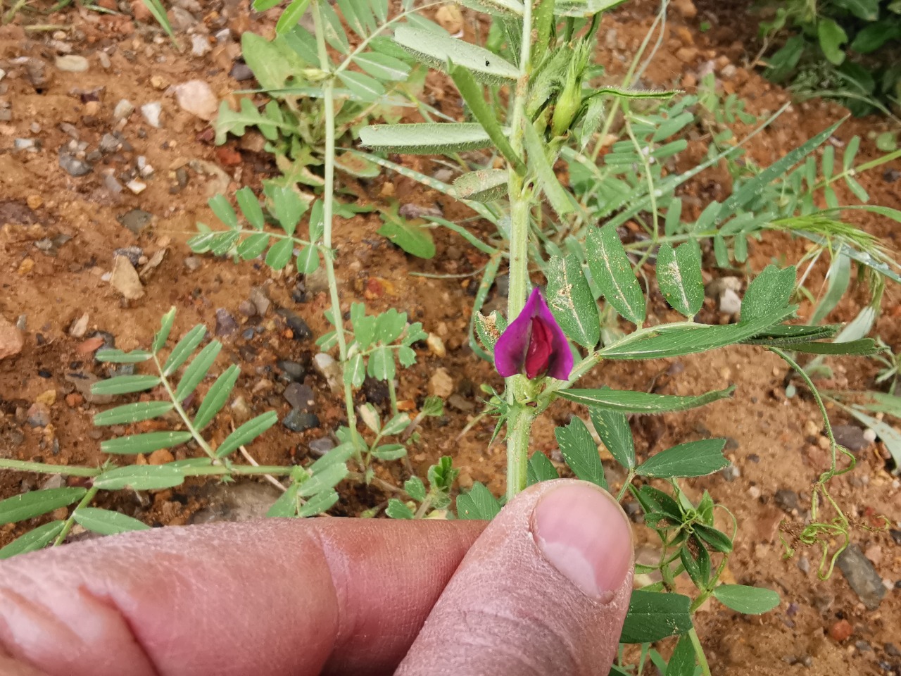 Vicia sativa