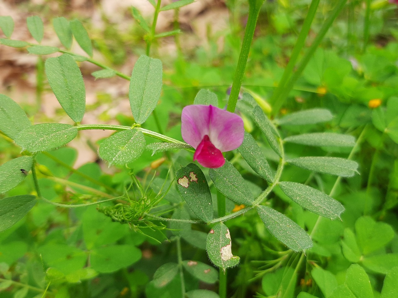 Vicia sativa