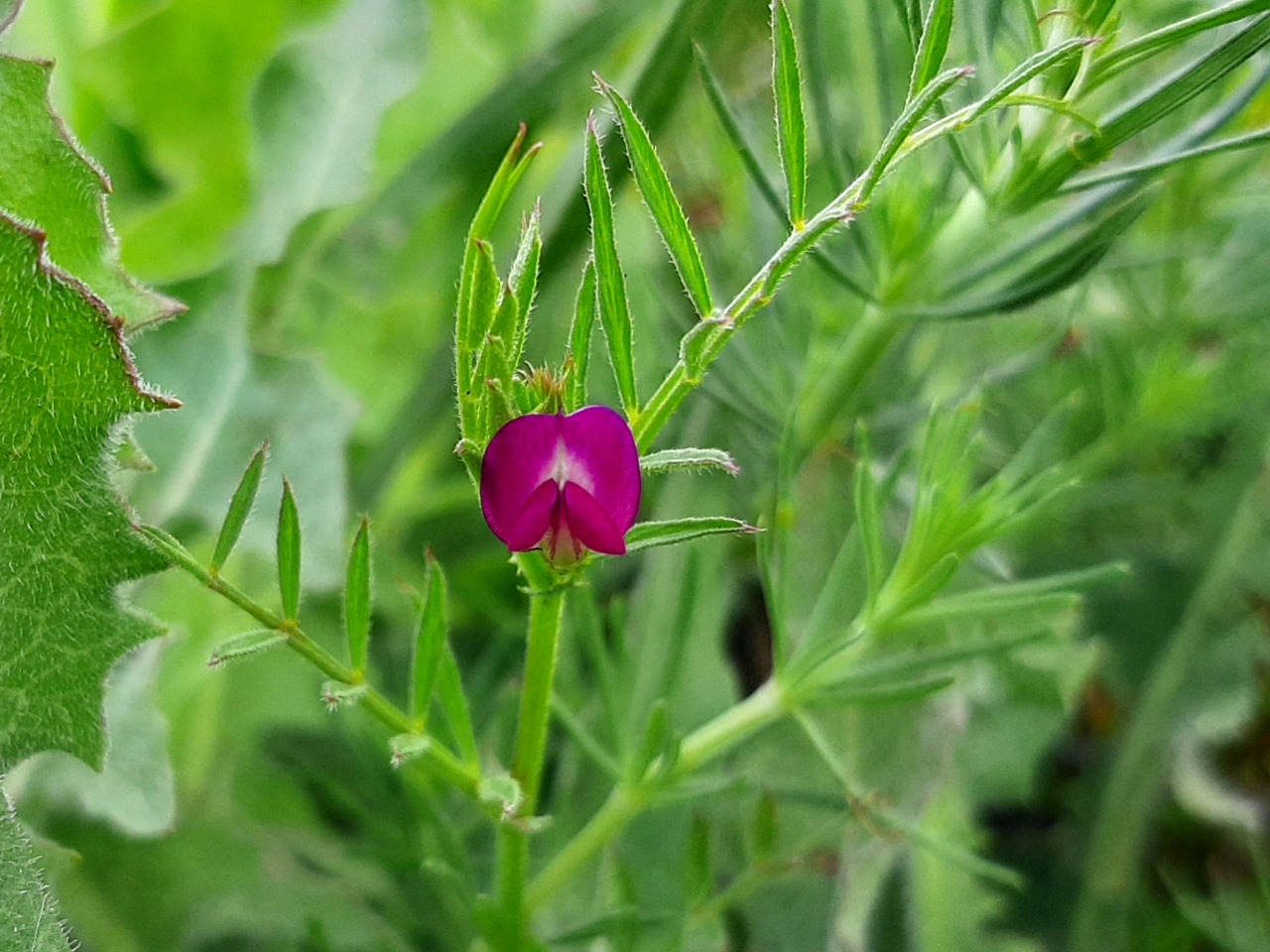 Vicia sativa