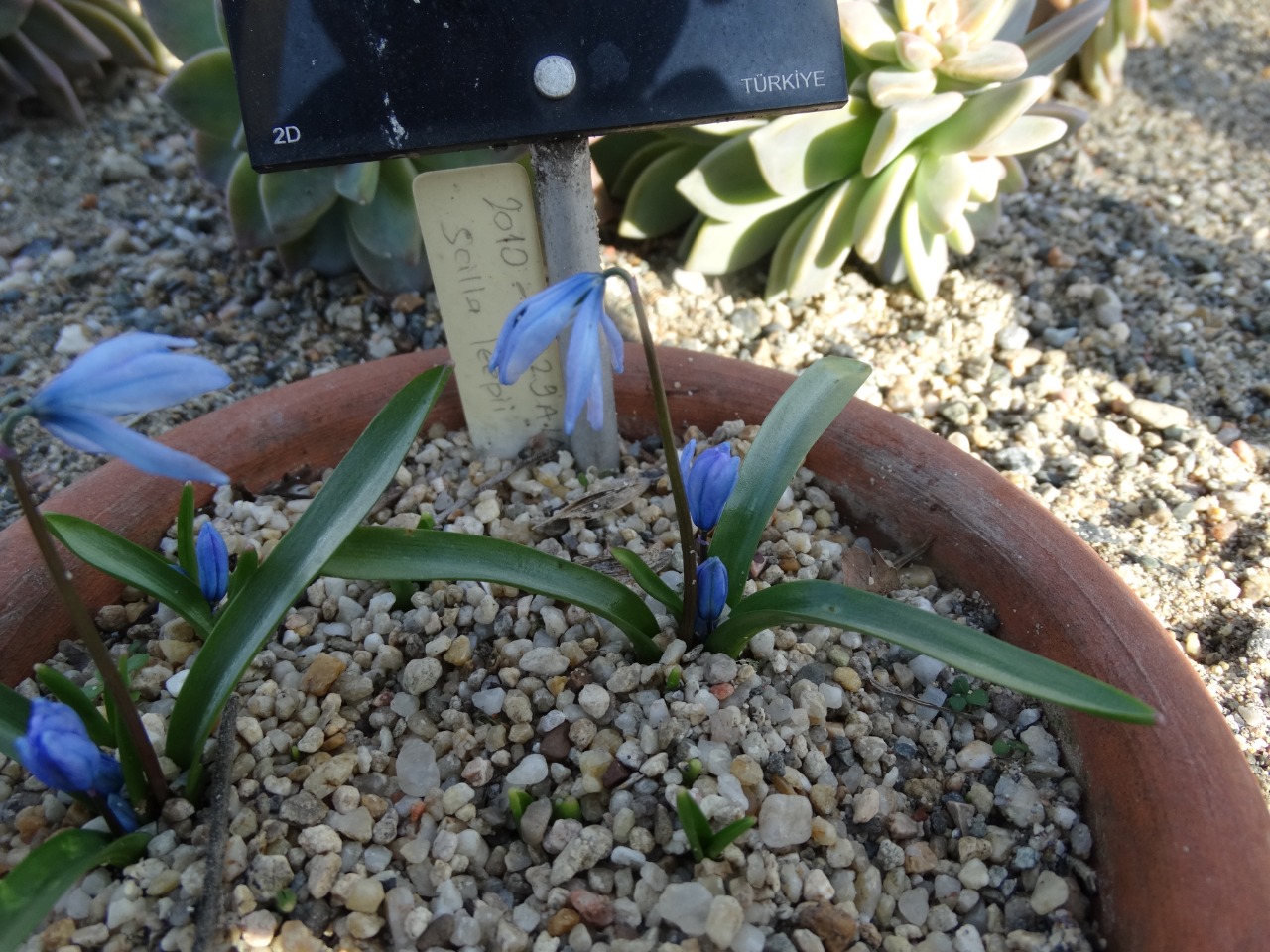 Scilla leepii