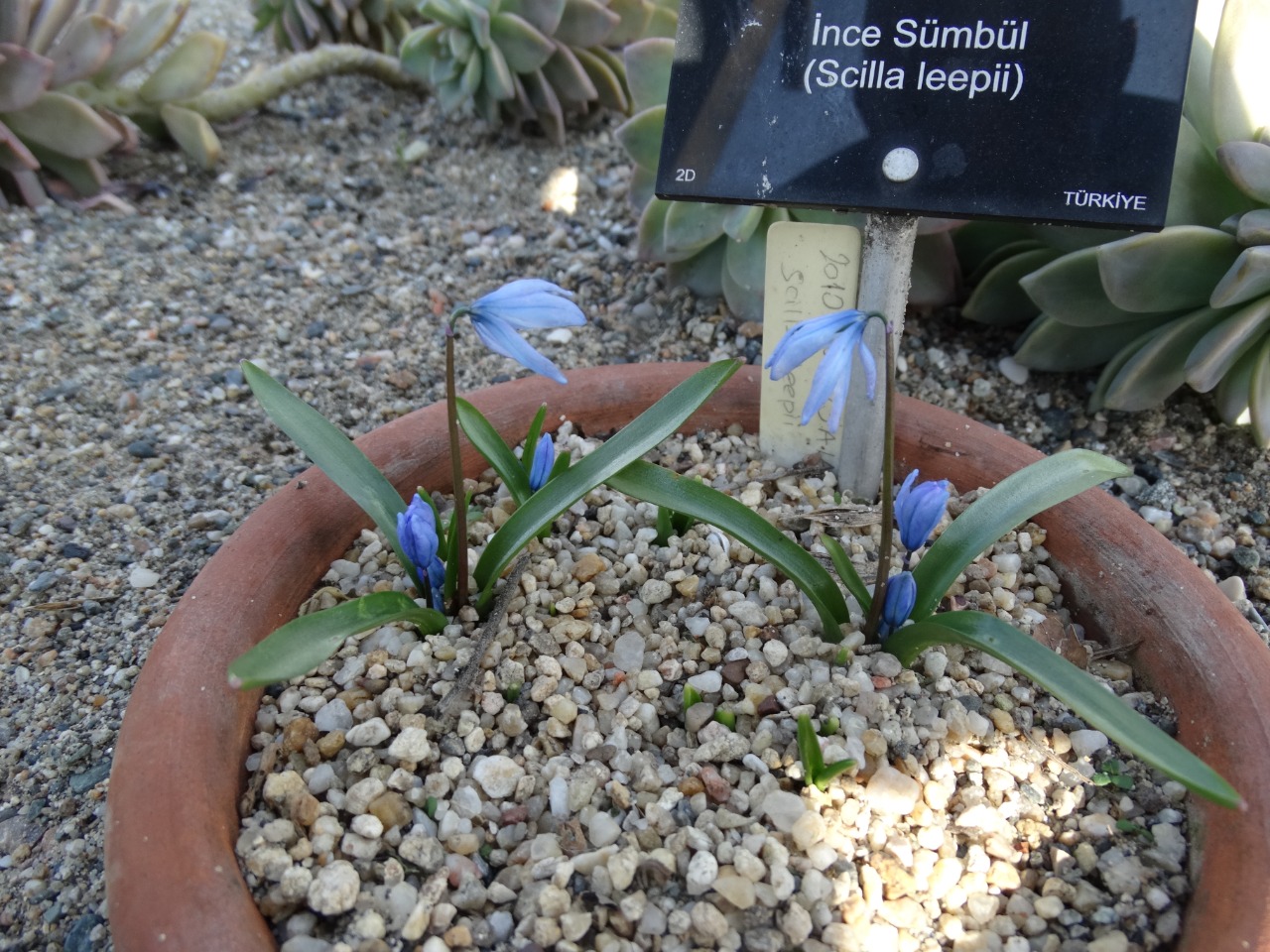 Scilla leepii