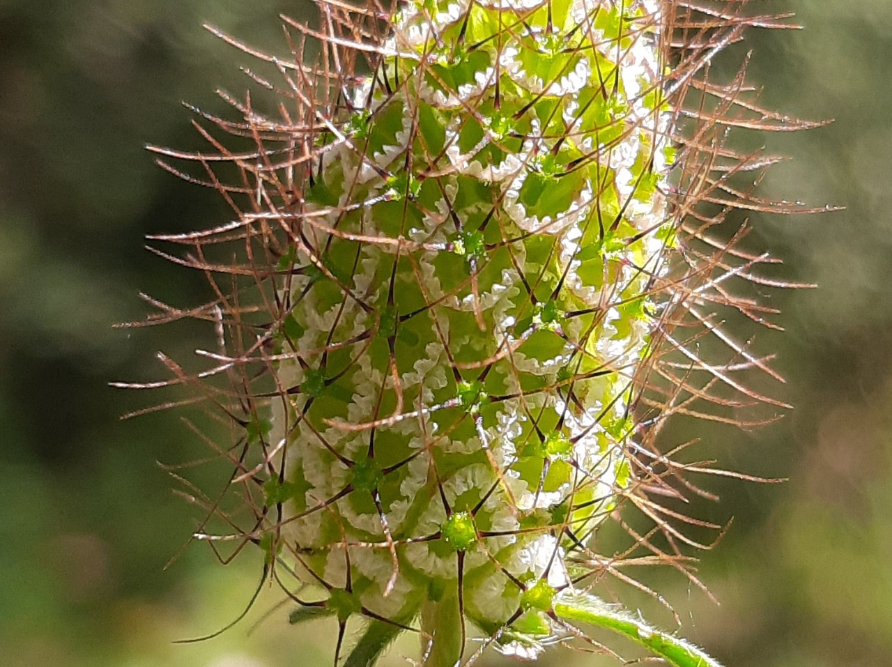 Scabiosa atropurpurea
