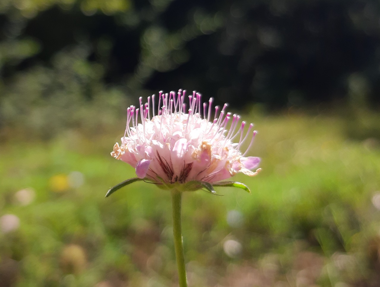 Scabiosa atropurpurea