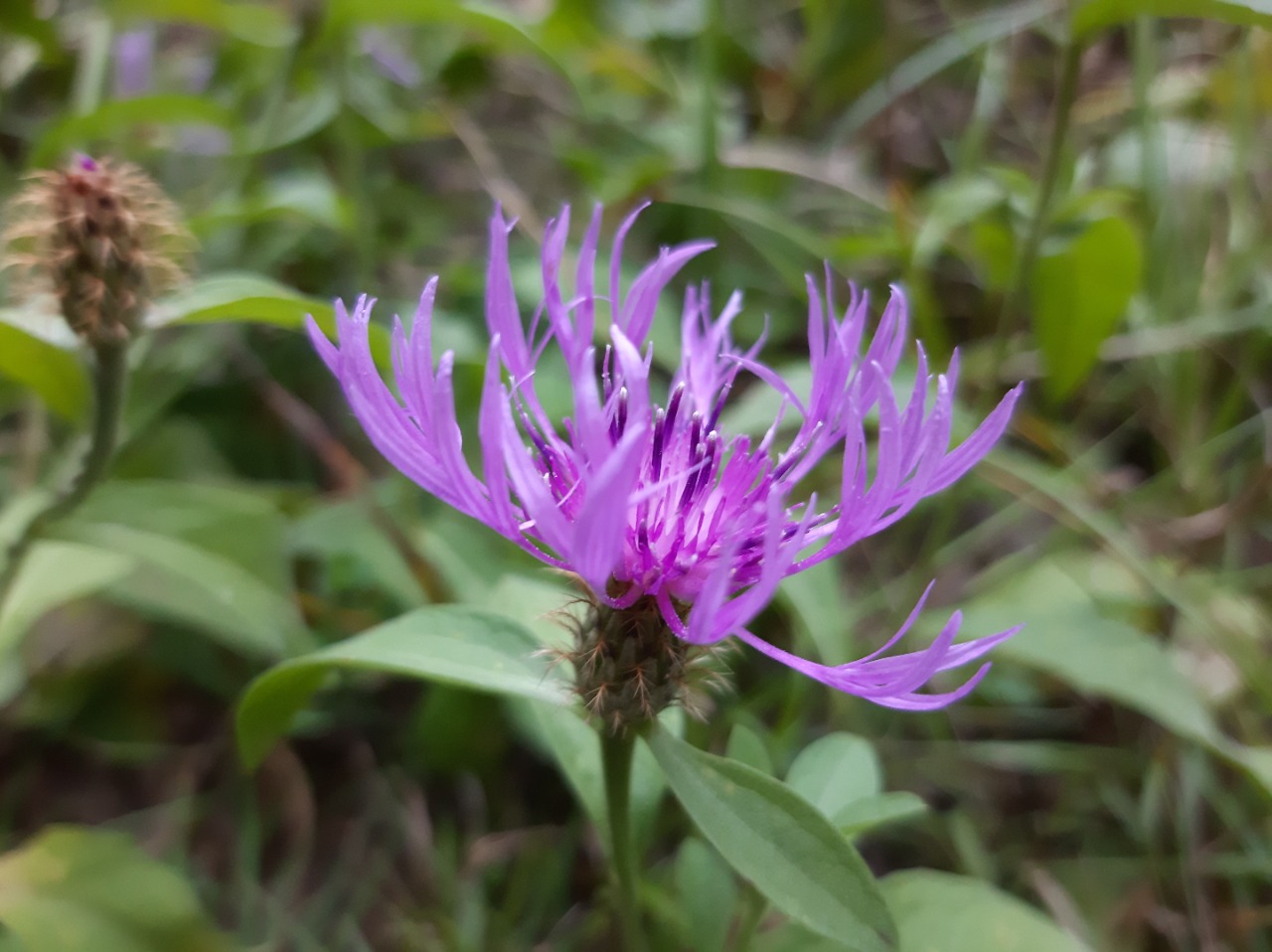 Centaurea phrygia