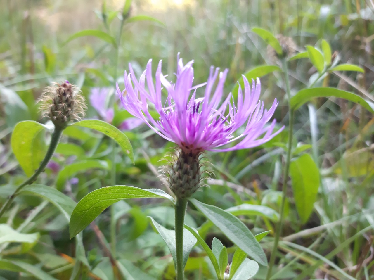 Centaurea phrygia