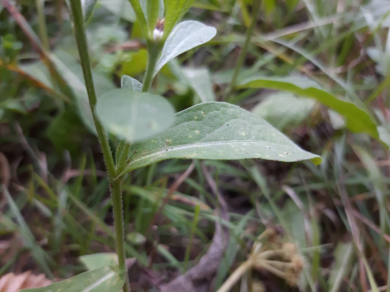 Centaurea phrygia