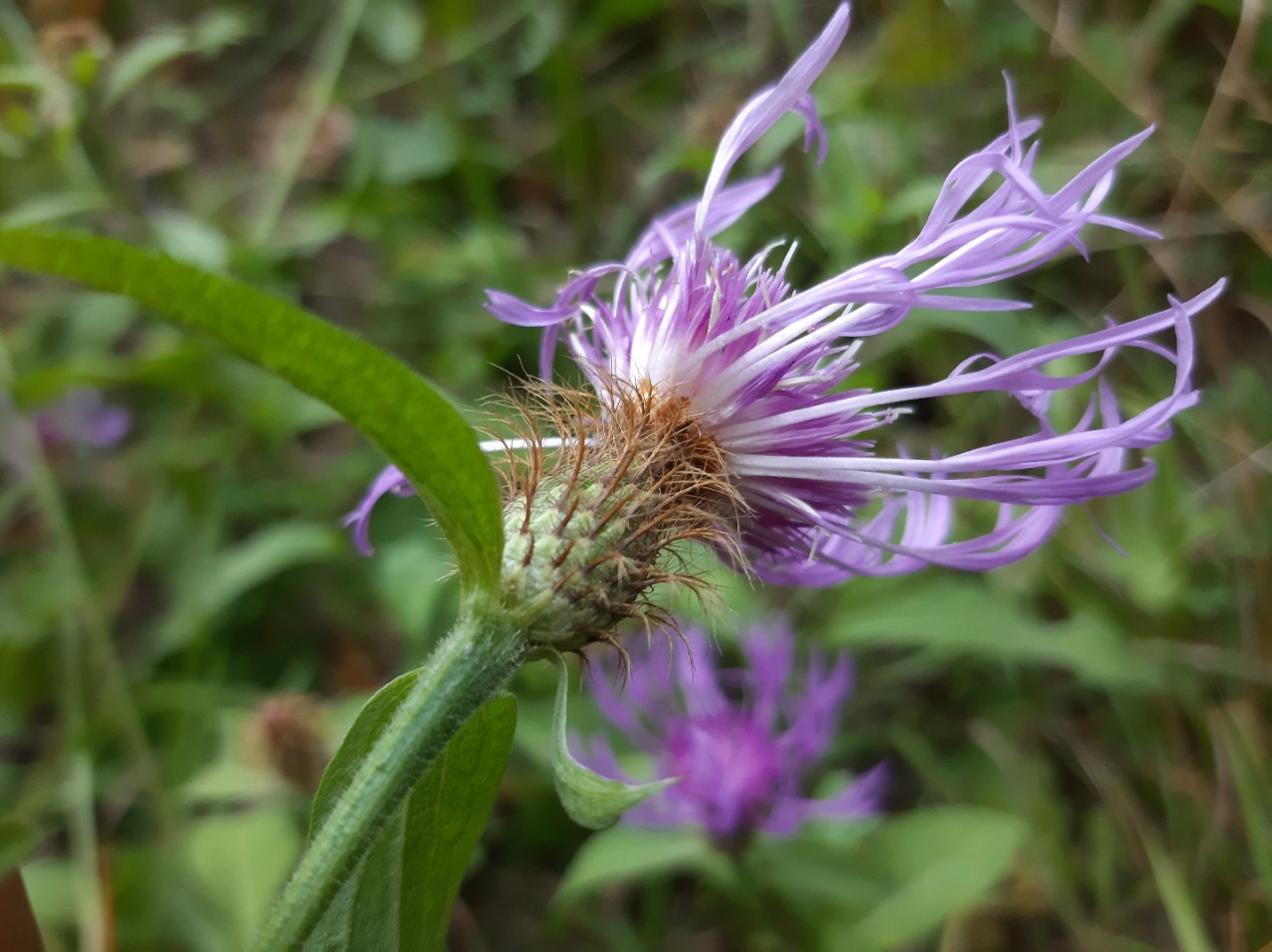 Centaurea phrygia