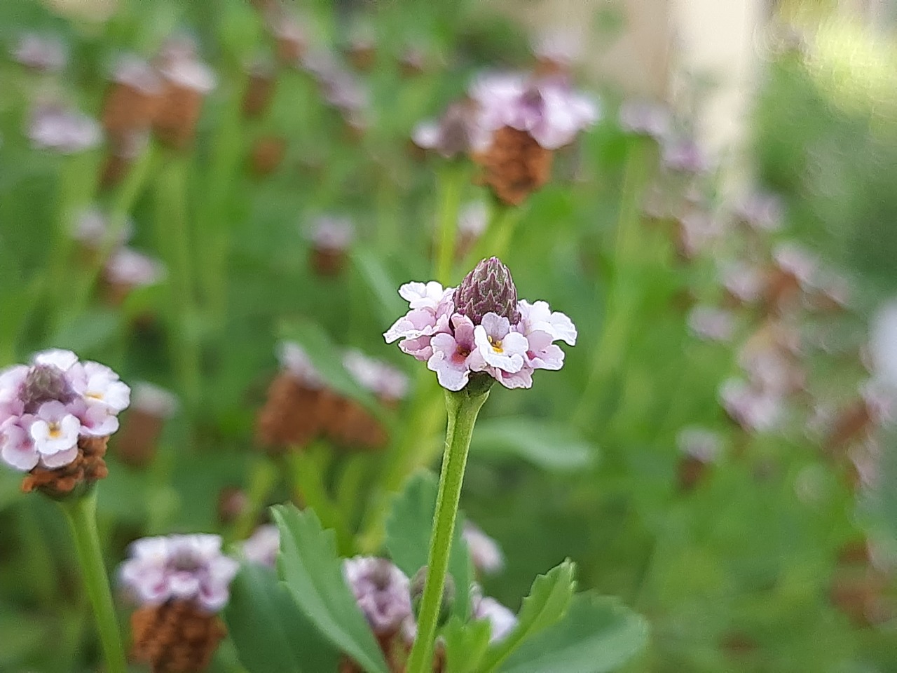 Phyla nodiflora