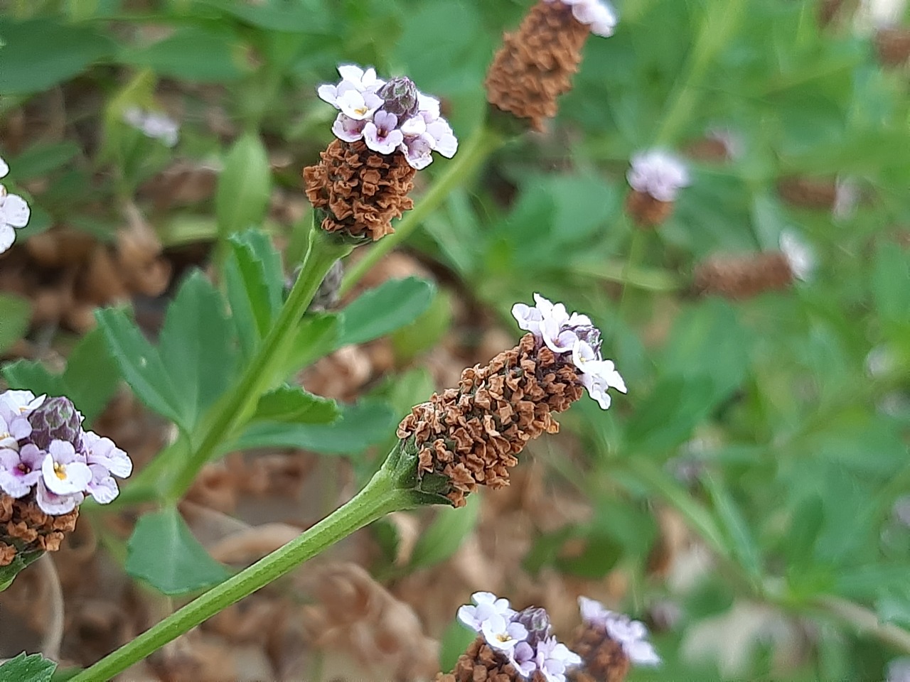 Phyla nodiflora