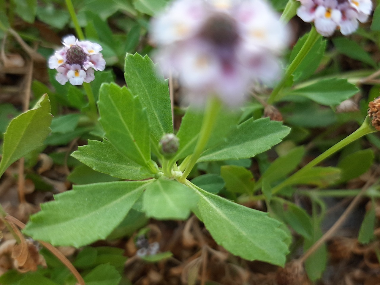 Phyla nodiflora